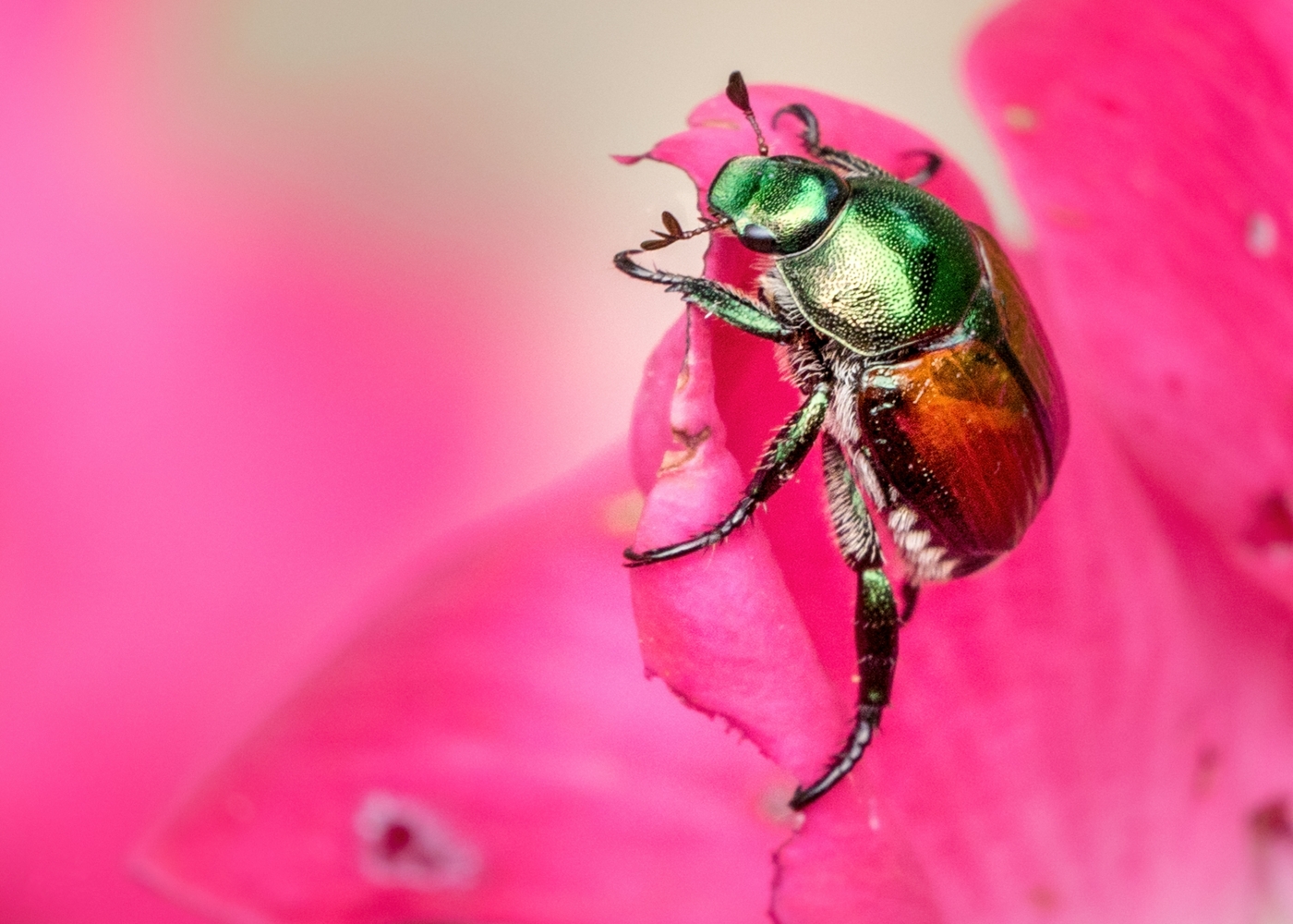 Artistic photography for sale. Features a green Japanese beetle on a pink rose. An attention grabbing piece created with strong complementary colours.