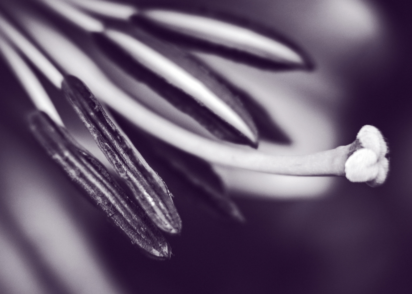 REPLACE ME 2.0 Artistic photography for sale. Features a macro shot of a flowers pollinators. A soft piece with strong direction perfect to support other colours and create calm.